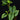 Philodendron mamei