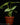 Philodendron mamei