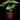Philodendron mamei