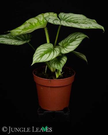 Philodendron mamei