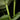 Philodendron mamei