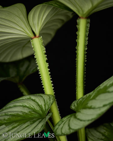 Philodendron mamei