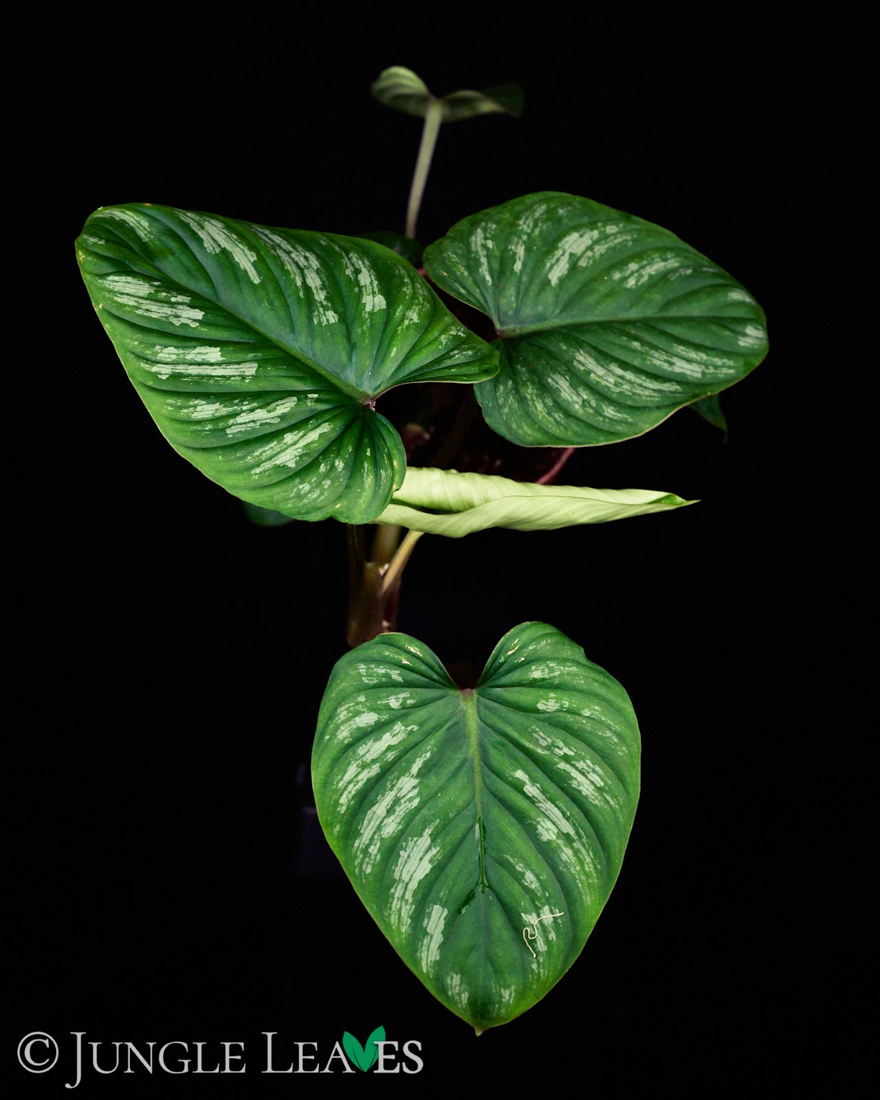 philodendron mamei mature Philodendron mamei from €19.99