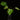 Philodendron mayoi