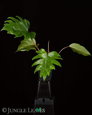 Philodendron mayoi