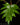 Philodendron mayoi