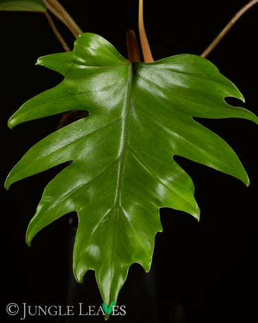 Philodendron mayoi