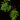 Philodendron mayoi