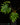 Philodendron mayoi