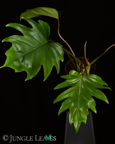 Philodendron mayoi