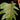 Philodendron mayoi