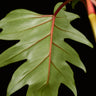 Philodendron mayoi