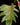 Philodendron mayoi