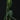 Philodendron melanochrysum