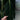 Philodendron melanochrysum