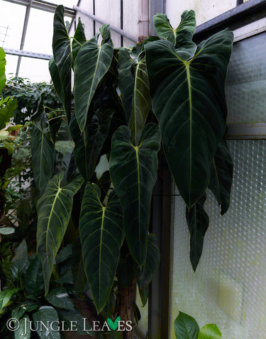 Philodendron melanochrysum