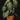 Philodendron melanochrysum L