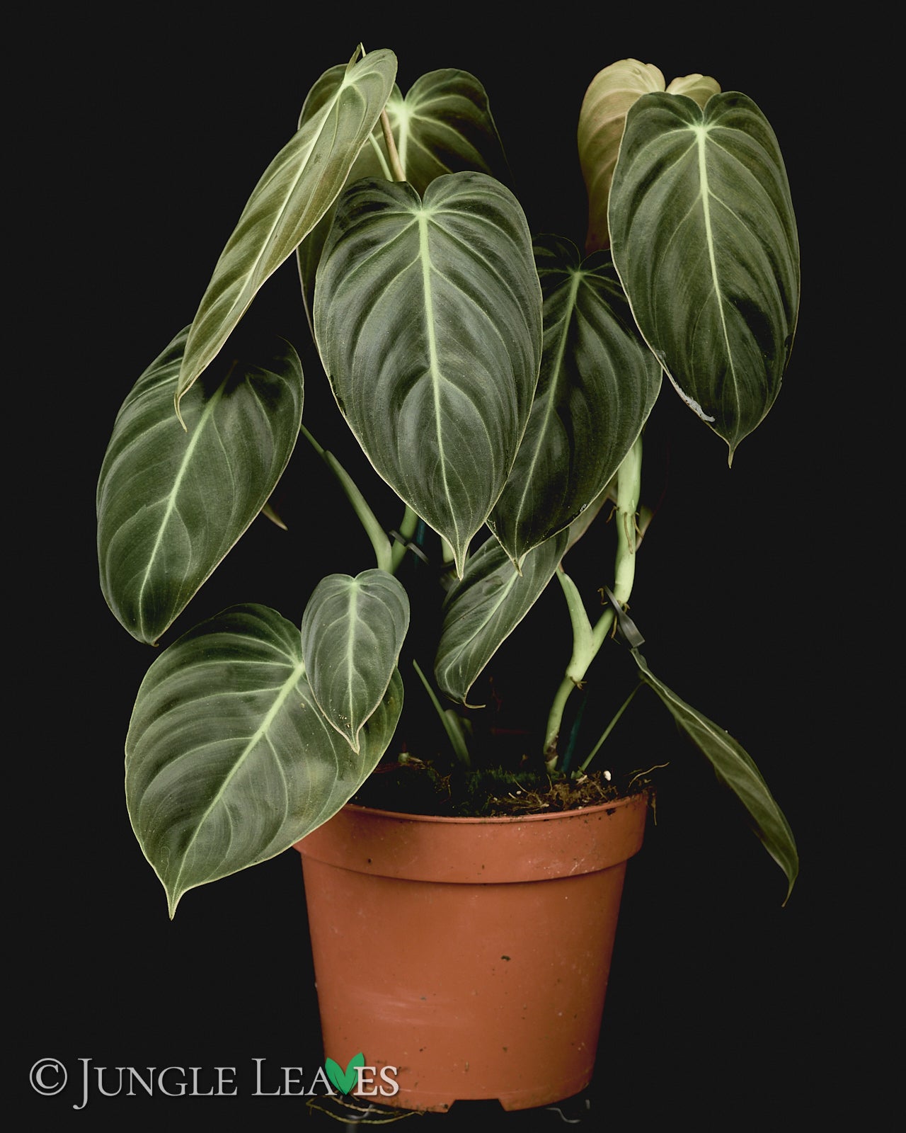 Philodendron melanochrysum  Jungle Leaves