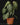 Philodendron melanochrysum L
