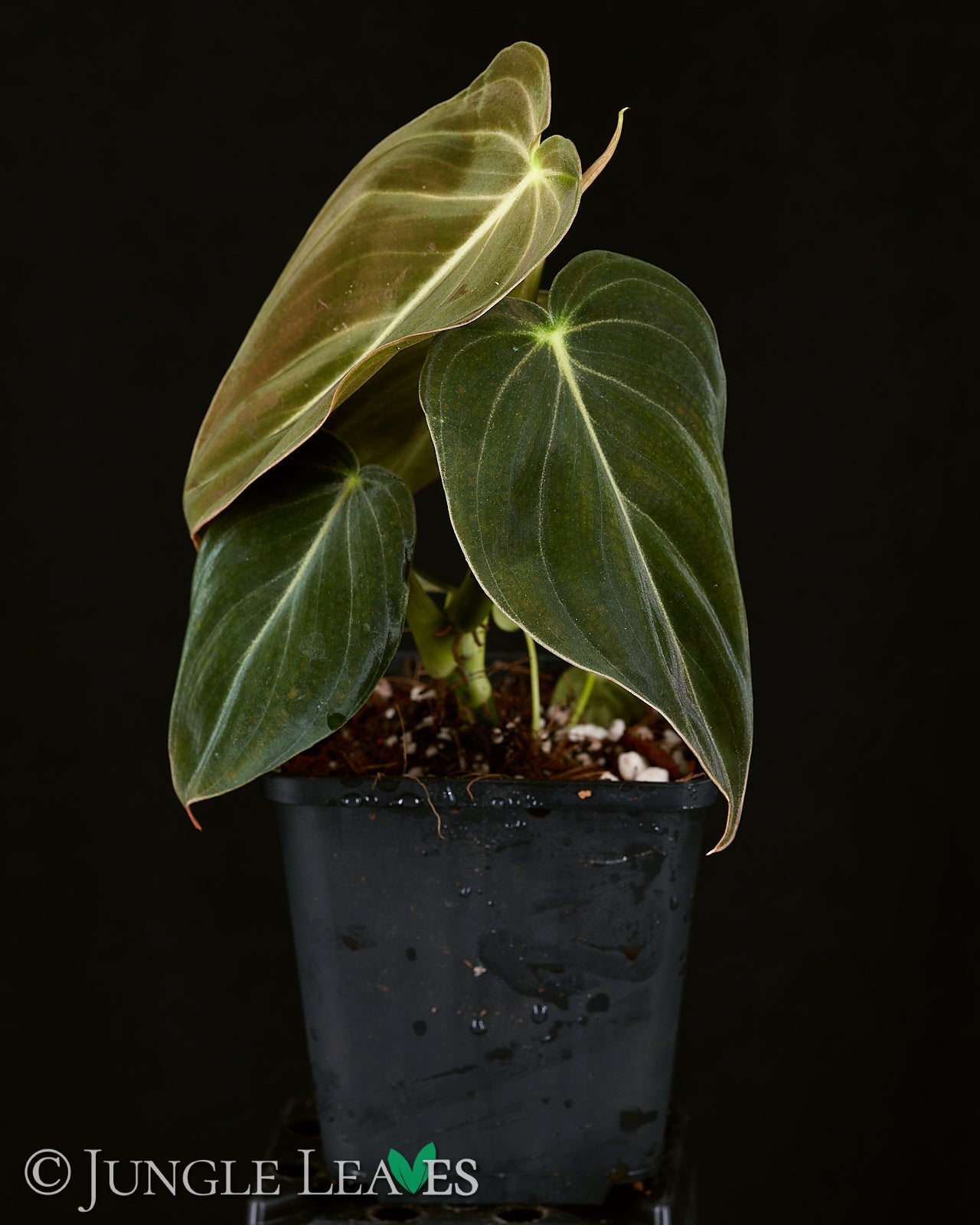 Philodendron melanochrysum – Jungle Leaves