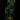 Philodendron melanochrysum Stamm