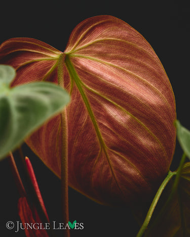 Philodendron rubrijuvenile 'El Choco Red'