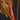 Philodendron rubrijuvenile 'El Choco Red'