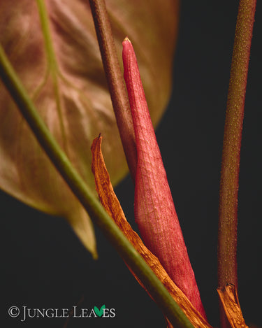 Philodendron rubrijuvenile 'El Choco Red'