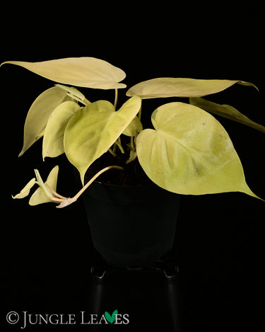Philodendron scandens 'Lime'