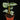 Philodendron sodiroi
