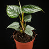 Philodendron sodiroi