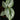 Philodendron sodiroi