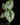 Philodendron sodiroi