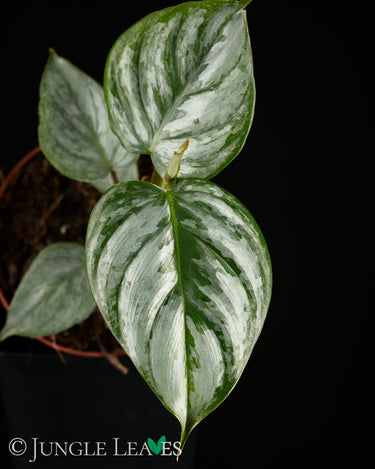 Philodendron sodiroi