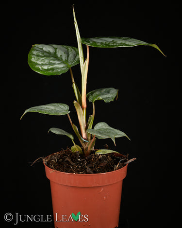 Philodendron sodiroi