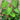 Philodendron sp. 'Fuzzy Petiole'