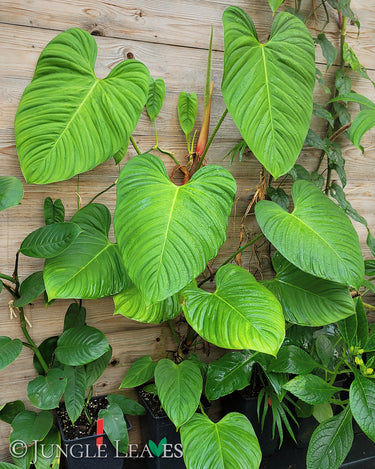 Philodendron sp. 'Fuzzy Petiole'