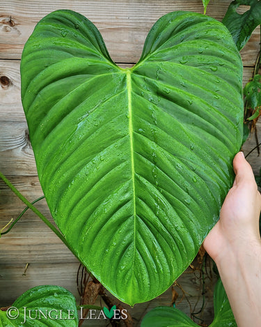Philodendron sp. 'Fuzzy Petiole'