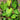 Philodendron sp. 'Fuzzy Petiole'