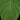 Philodendron sp. 'Fuzzy Petiole'