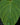 Philodendron sp. 'Fuzzy Petiole'