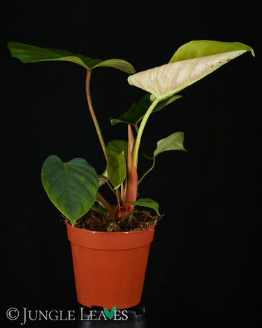 Philodendron sp. 'Fuzzy Petiole'