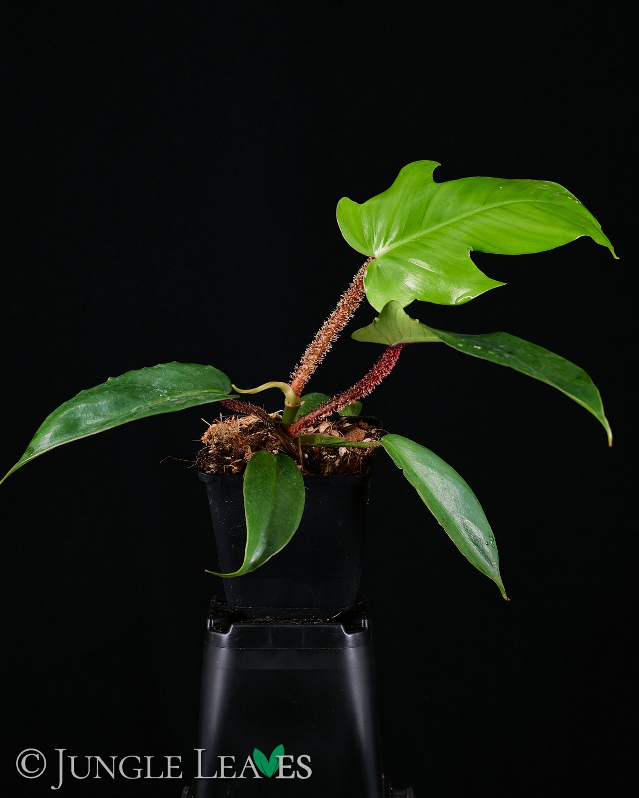 Philodendron squamiferum – Jungle Leaves
