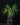 Philodendron tortum