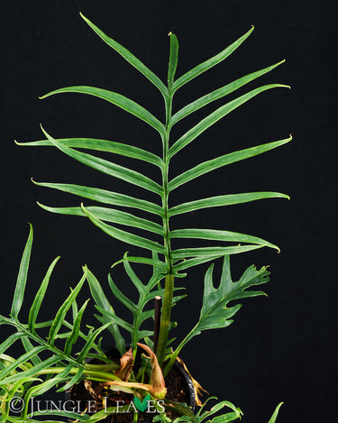Philodendron tortum