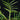 Philodendron tortum
