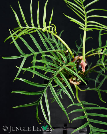 Philodendron tortum