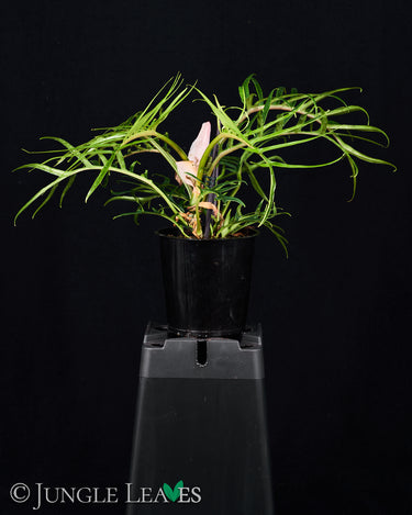 Philodendron tortum