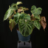 Philodendron verrucosum