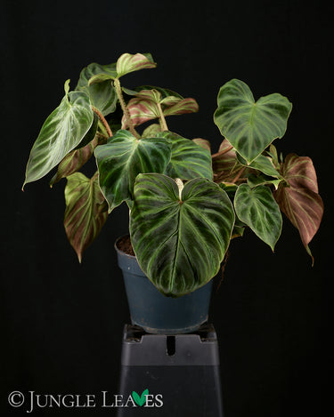 Philodendron verrucosum